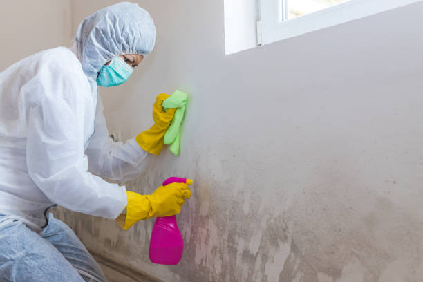 Best Mold Damage Restoration in White River Junction, VT